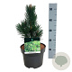 Pinus heldreichii 'Malinki' 25-30 cm