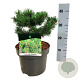 Pinus mugo 'Klosters Grun' 20-25 cm