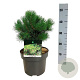 Pinus mugo 'Gnom' 20-25 cm