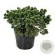 Pinus mugo 'Gnom' 60-80 cm cont. 110L solitair