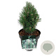 Pinus mugo 'Green Column' 20-25 cm