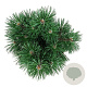 Pinus mugo 'Green Column' 25-30 cm
