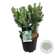 Pinus mugo 'Green Column' 40-50 cm 15L