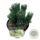 Pinus mugo 'Limerick' 15-20 cm