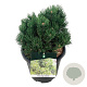 Pinus mugo 'Limerick' 25-30 cm 15L