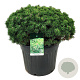 Pinus mugo 'Mops' 80-100 cm cont. 90L solitair