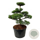 Pinus nigra nigra 100-125 cm cont. 180L bonsai
