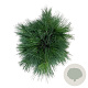 Pinus schwerinii 'Wiethorst' 50-60 cm 15L