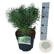 Pinus sylv. Blue Pearl 20-25 cm