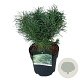 Pinus sylv. Blue Pearl 20-25 cm