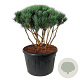 Pinus sylv. 'Watereri' 100-110 cm cont. 230L scherm