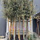 Quercus ilex 10-12 HO container 190STAM