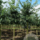 Quercus robur 14-16 HO draadkluit