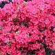 Rhododendron (AJ) 'Maruschka' 25-30 cm container C2,5
