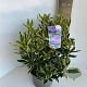 Rhododendron pont. 'Variegatum' 30-40 cm 5,0L