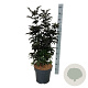 Sambucus nigra Black Tower 80-100 cm 15L