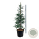 Sequoia semp. 'Steel Blue' 170-200 cm cont. 55L extra