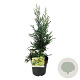 Sequoia s. 'Adpressa' 50-60 cm 6L