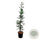 Sequoia s. 'Xeno' 150-175 cm 15L