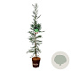 Sequoia s. 'Xeno' 175-200 cm 15L