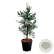 Sequoiadendron g. 'H. Mammoth One' 80-100 cm 15L