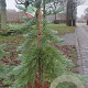 Sequoiadendron g. 'H. Mammoth One' 225-250 cm cont. 230L solitair