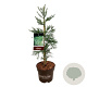 Sequoiadendron g. 'H. Mamm. Three' 60-80 cm P26