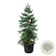Sequoiadendron g. 'H. Mamm. Three' 175-200 cm cont. 90L extra