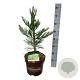 Sequoiadendron g. 'H. Mammoth Two' 50-60 cm 7,5L