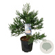 Sequoiadendron g. 'H. Mammoth Two' 80-100 cm 30L extra