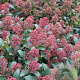 Skimmia japonica 'Rubinetta' 20-25 cm 2,0L