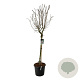 Syringa v. Beauty of Moscow 120 cm stam cont. 55L extra