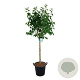 Syringa v. 'Mme Lemoine' 120 cm stam cont. 55L extra