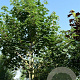 Acer pseudoplatanus 80-100 cm wortelgoed 2-jarig verplante zaailin