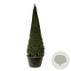 Taxus baccata 300-350 cm cont. 500L piramide