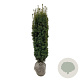Taxus b. 'David' 120-140 cm met kluit extra