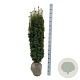 Taxus b. 'David' 120-140 cm met kluit extra