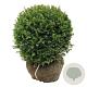 Taxus b. 'Höpken's Gigant' 45-50 cm met kluit bol extra