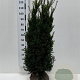 Taxus media 'Hicksii' 120-140 cm met kluit extra