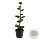 Thuja occ. 'Brabant' 150-175 cm cont. 90L bonsai