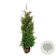 Thuja occ. 'Brabant' 200-225 cm met kluit extra