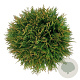 Thuja occ. 'Danica' 35 cm 6,5L