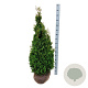 Thuja occ. 'Degroot's Spire' 120-140 cm met kluit extra