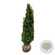 Thuja occ. 'Degroot's Spire' 140-160 cm met kluit extra