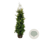 Thuja occ. 'Golden Brabant' 180-200 cm met kluit extra