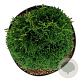 Thuja occ. 'Maks' 25-30 cm