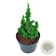 Thuja occ. Primo 15-20 cm 5,0L
