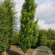 Acer rubrum 'Green Pillar' 18-20 cm cont. 70L solitair