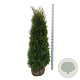 Thuja occ. 'Pyramidalis Compacta' 160-180 cm met kluit extra