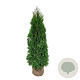 Thuja occ. 'Smaragd' 140-160 cm met kluit extra